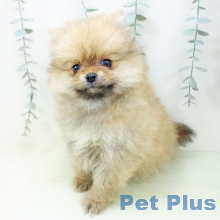 ポメラニアン