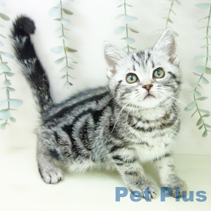 アメリカンショートヘア