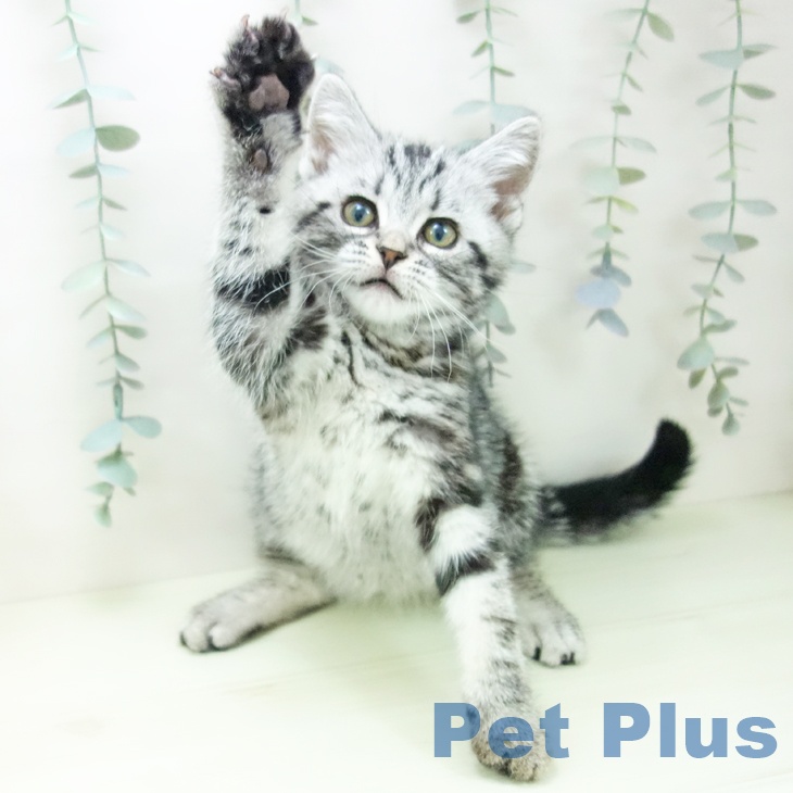 アメリカンショートヘアの写真2