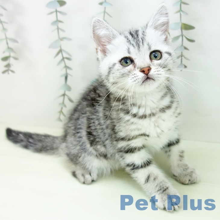 アメリカンショートヘア