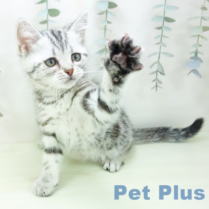 アメリカンショートヘアの写真2