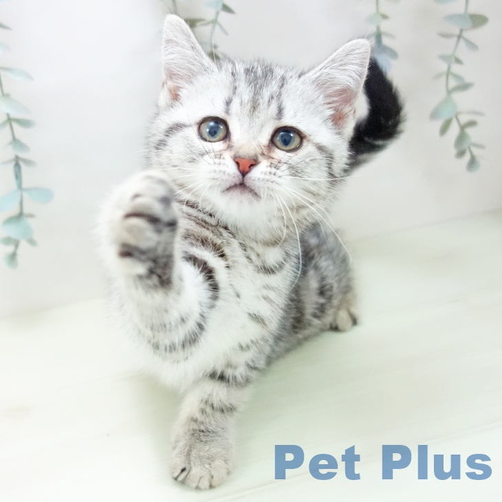 アメリカンショートヘア