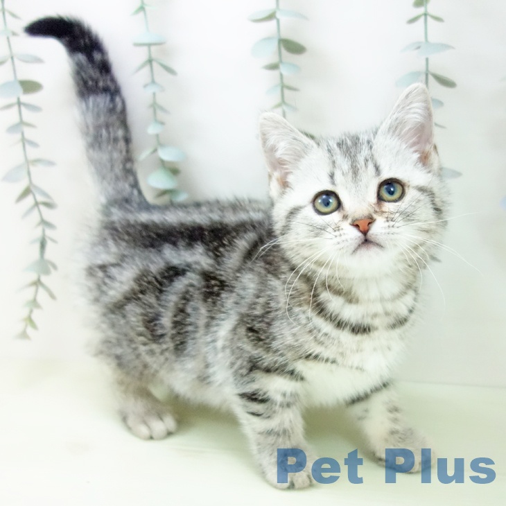 アメリカンショートヘアの写真2