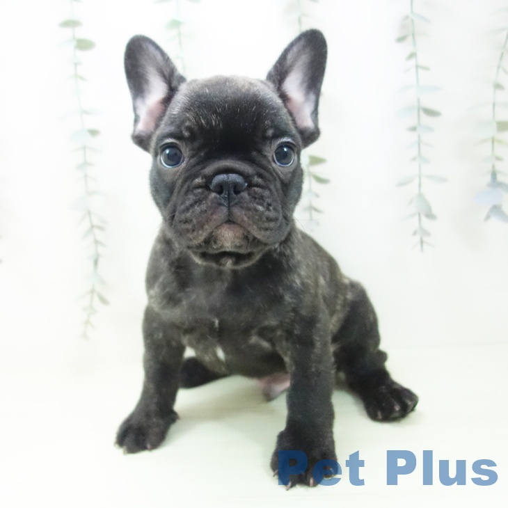 フレンチ・ブルドッグ