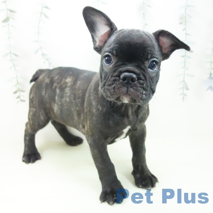 フレンチ・ブルドッグ