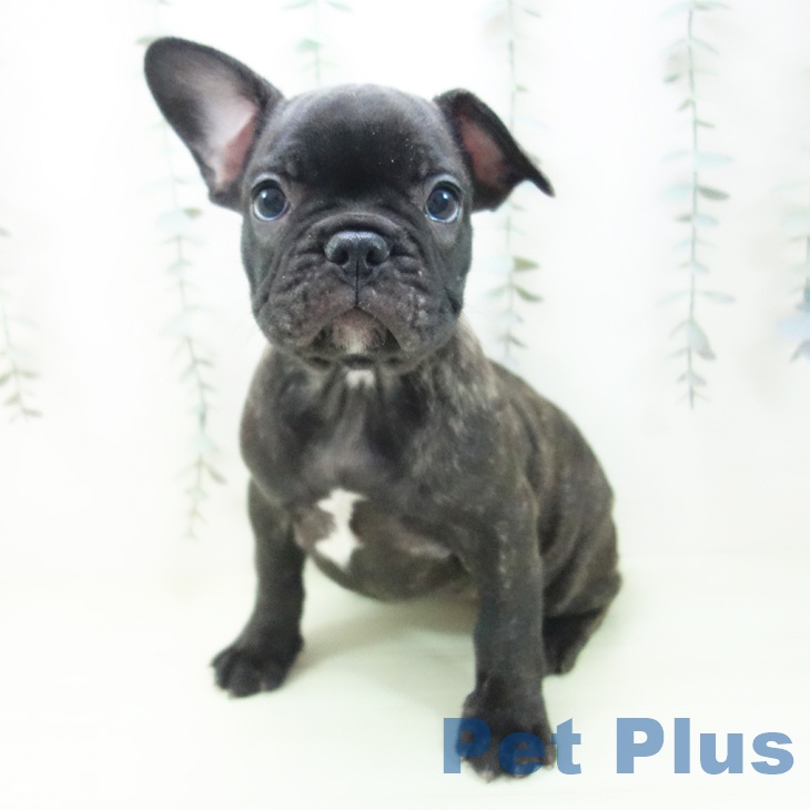 フレンチ・ブルドッグの写真2