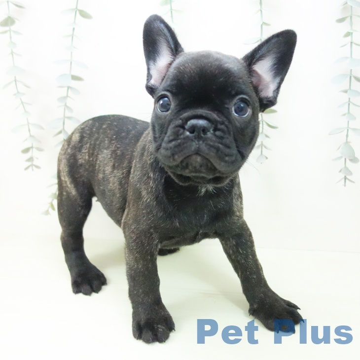 フレンチ・ブルドッグ