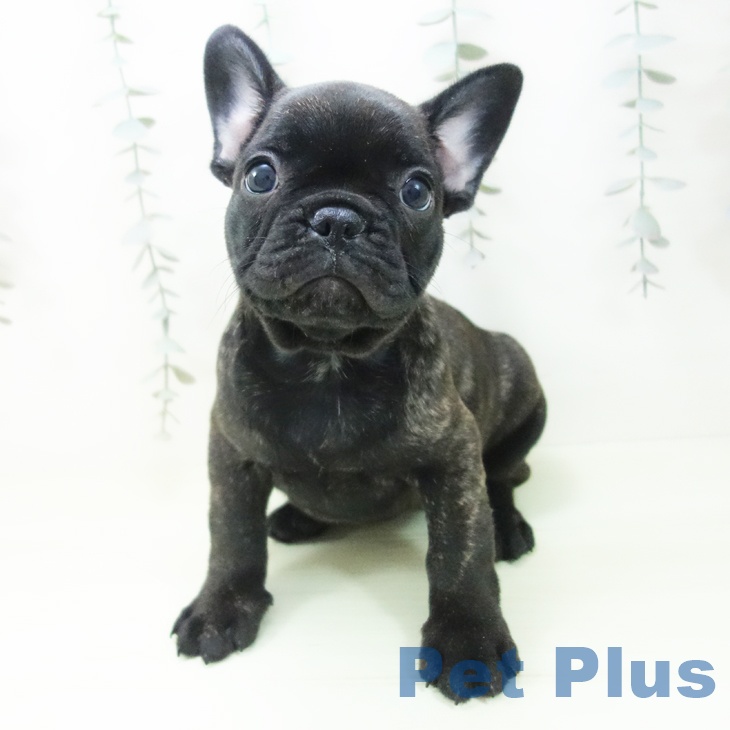 フレンチ・ブルドッグの写真2