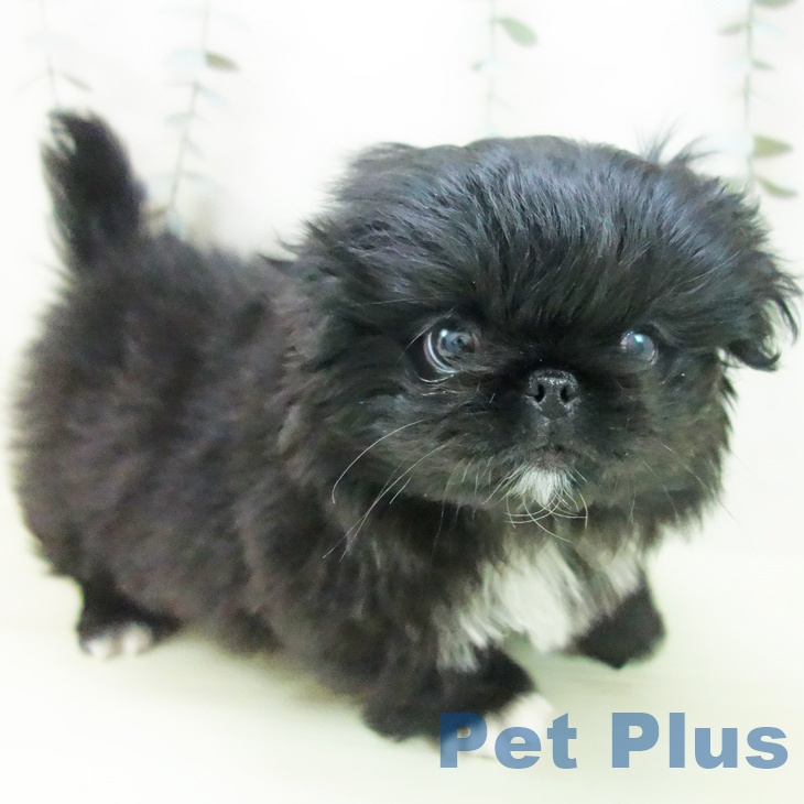 ペキニーズの写真2