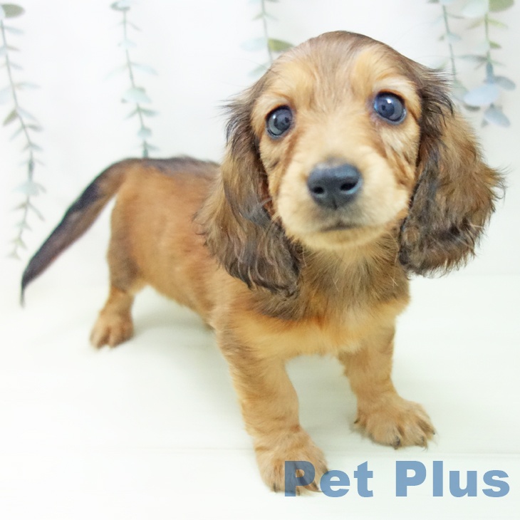 ミニチュア・ダックスフンド