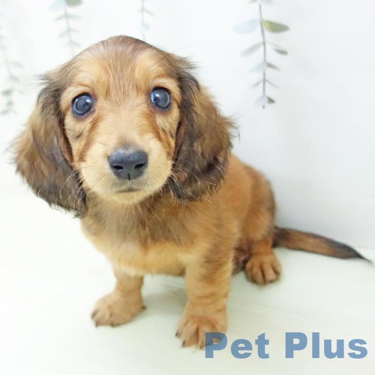 ミニチュア・ダックスフンドの写真2