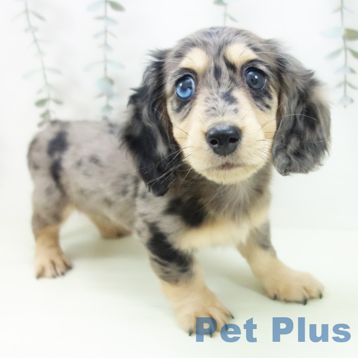 ミニチュア・ダックスフンド