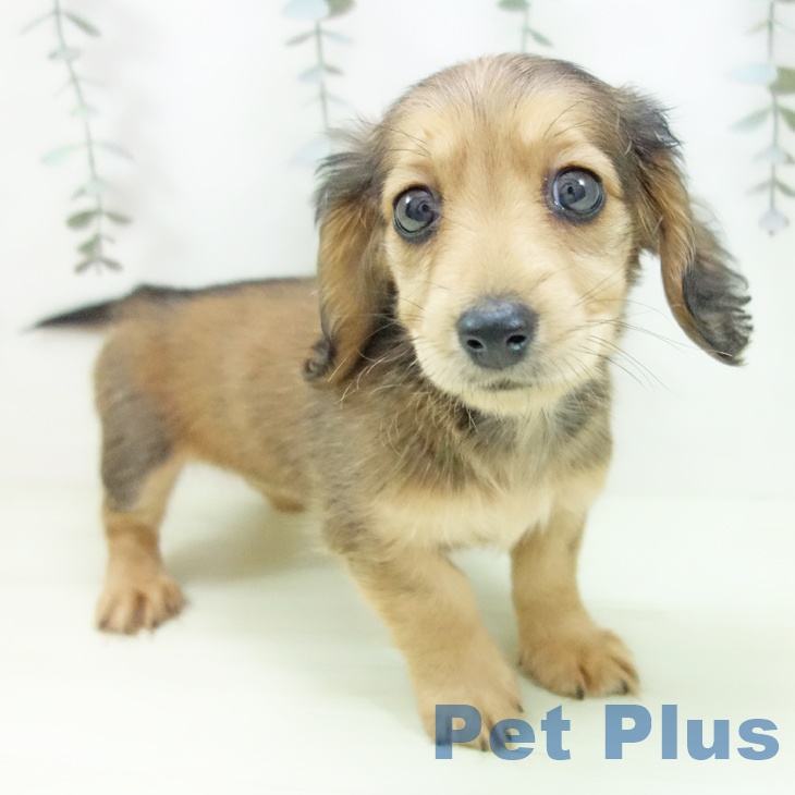 ミニチュア・ダックスフンド