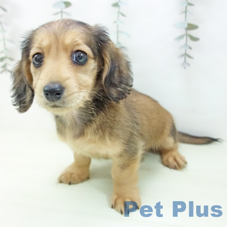 ミニチュア・ダックスフンド