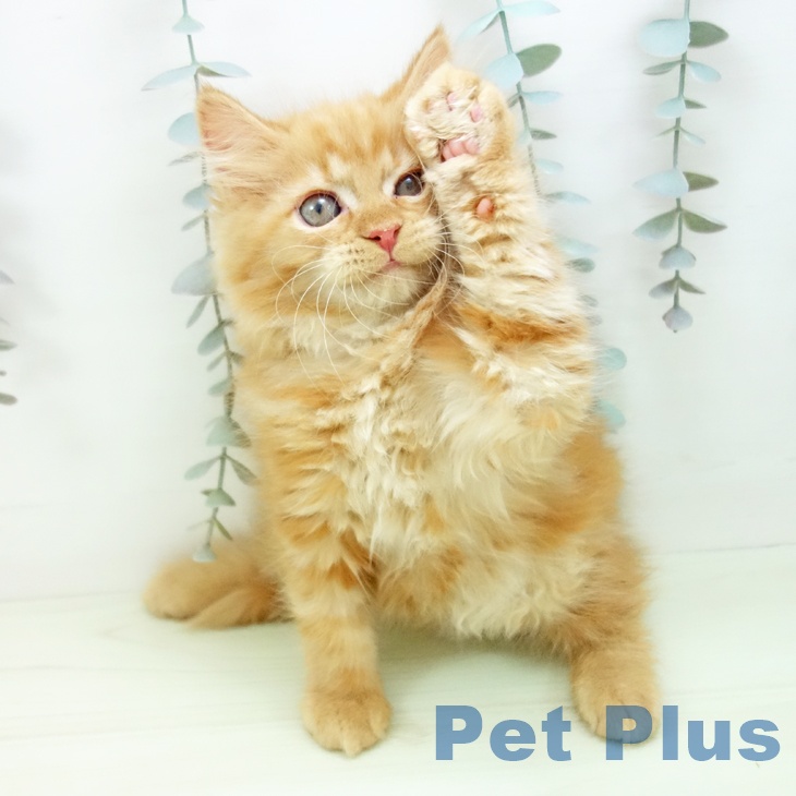 サイベリアンの写真2