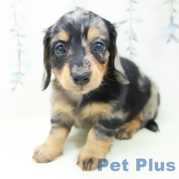 ミニチュア・ダックスフンド