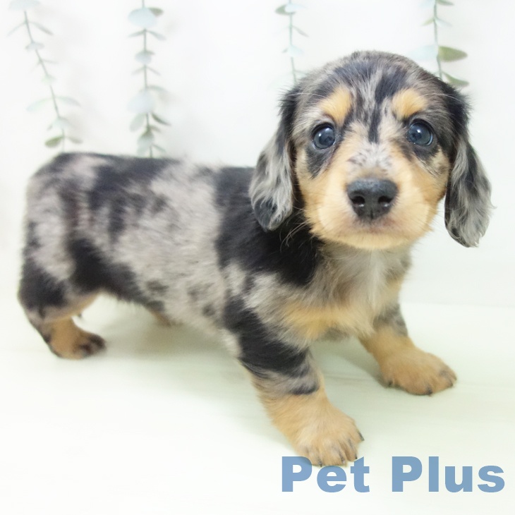 ミニチュア・ダックスフンド