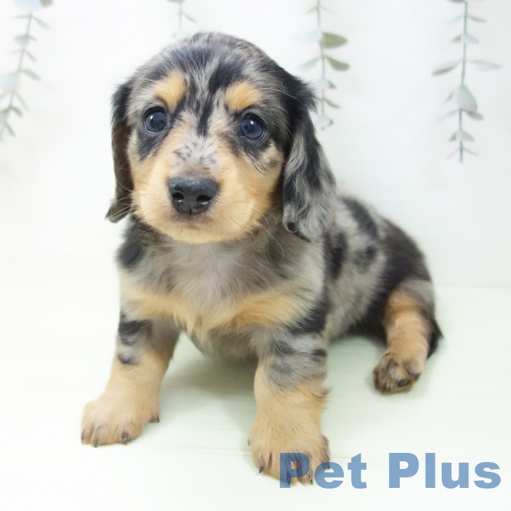 ミニチュア・ダックスフンド