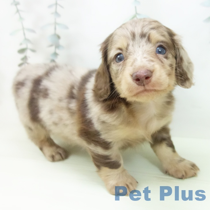 ミニチュア・ダックスフンド