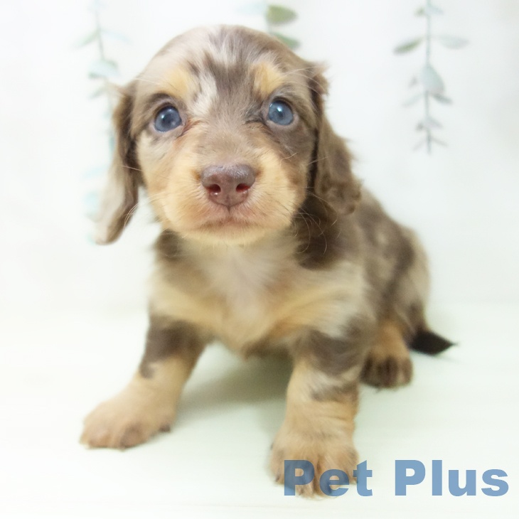 ミニチュア・ダックスフンド