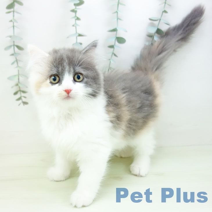 サイベリアンの写真2