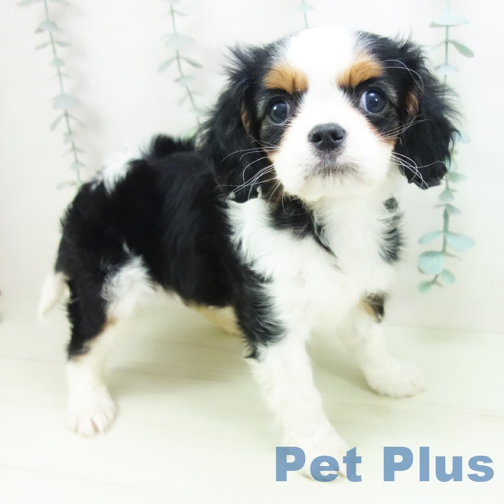 キャバリア・キングチャールズ・スパニエル