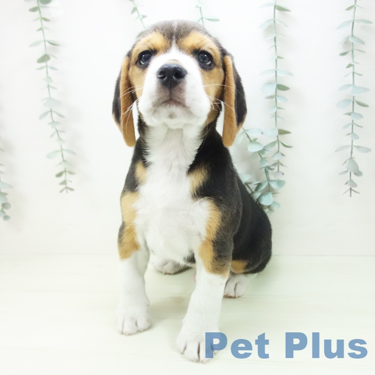 ビーグルの写真2