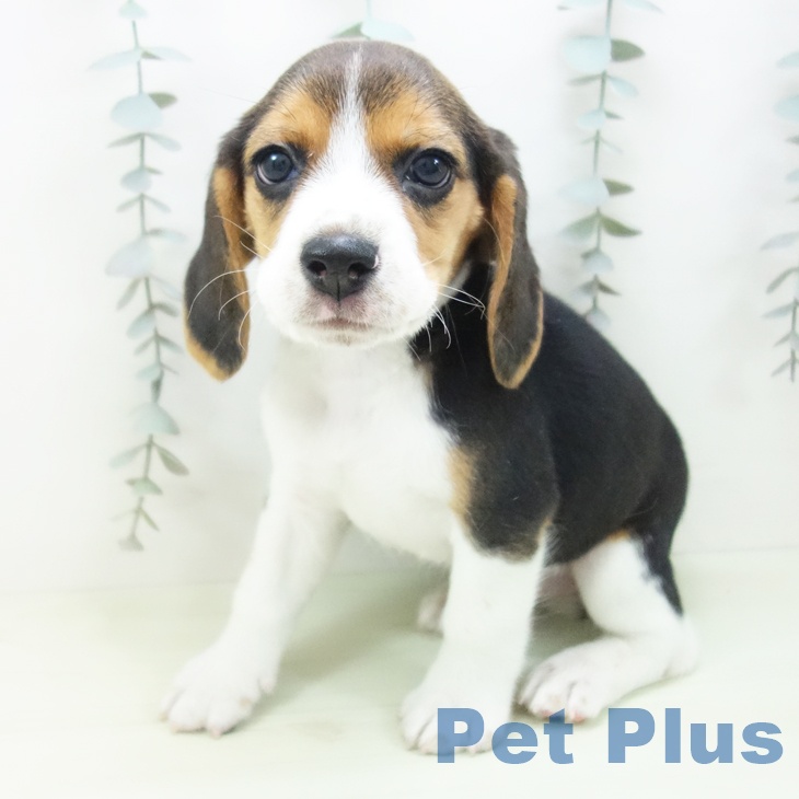 ビーグルの写真2