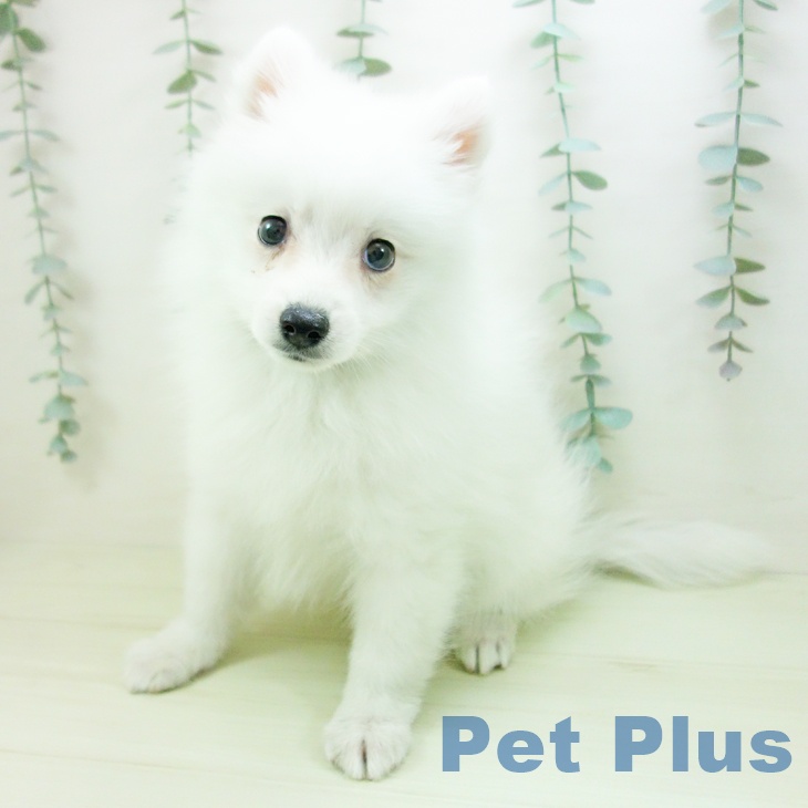 日本スピッツの写真2