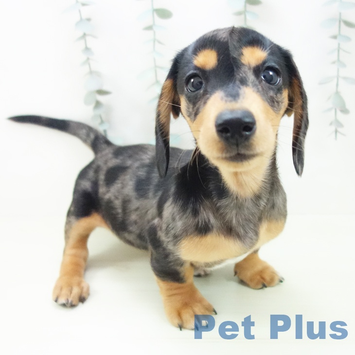 ミニチュア・ダックスフンド