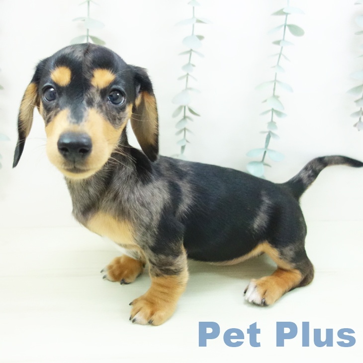 ミニチュア・ダックスフンドの写真2