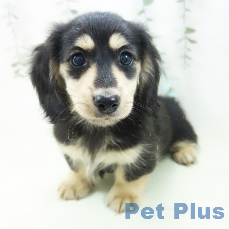 ミニチュア・ダックスフンド