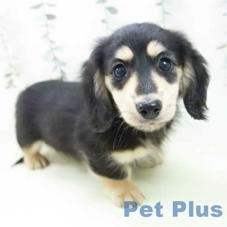 ミニチュア・ダックスフンドの写真2