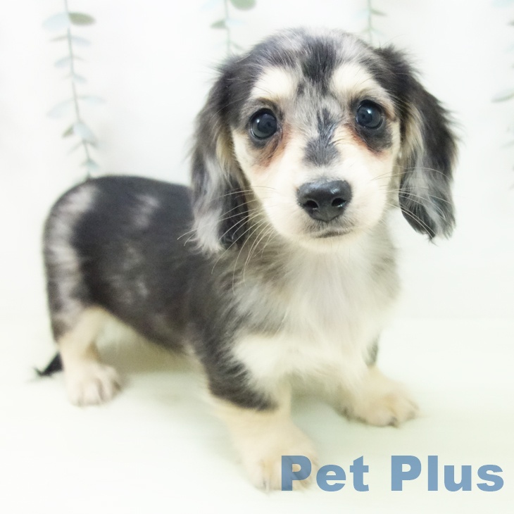 ミニチュア・ダックスフンド