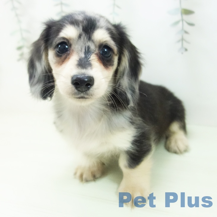 ミニチュア・ダックスフンドの写真2