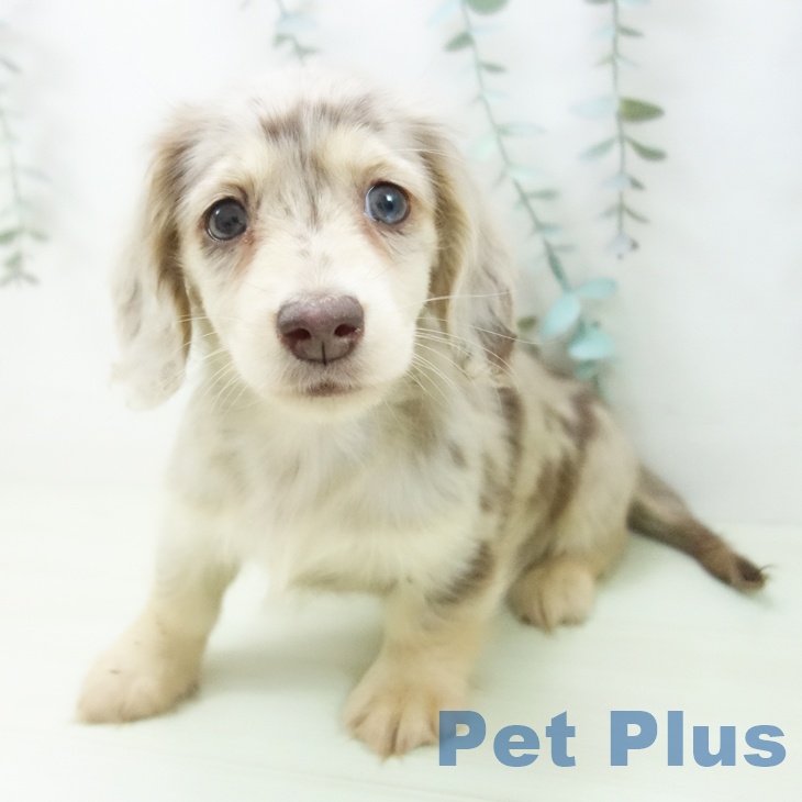 ミニチュア・ダックスフンド