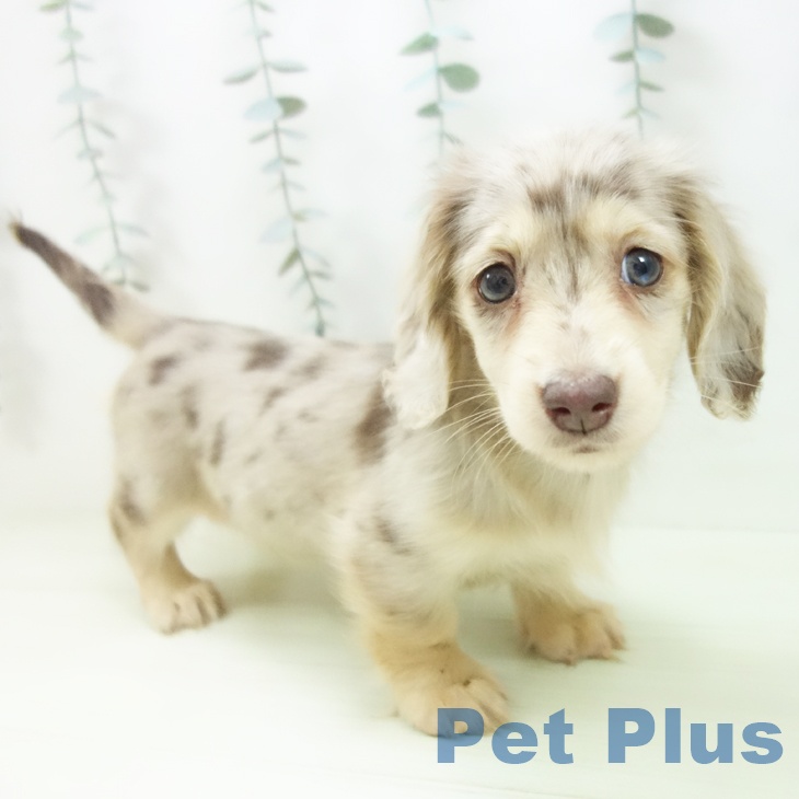 ミニチュア・ダックスフンド