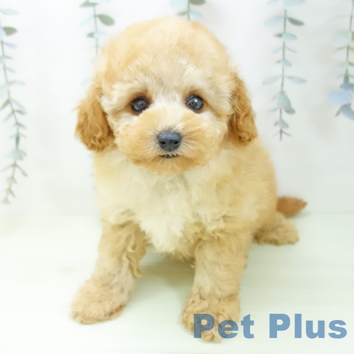 トイ・プードル