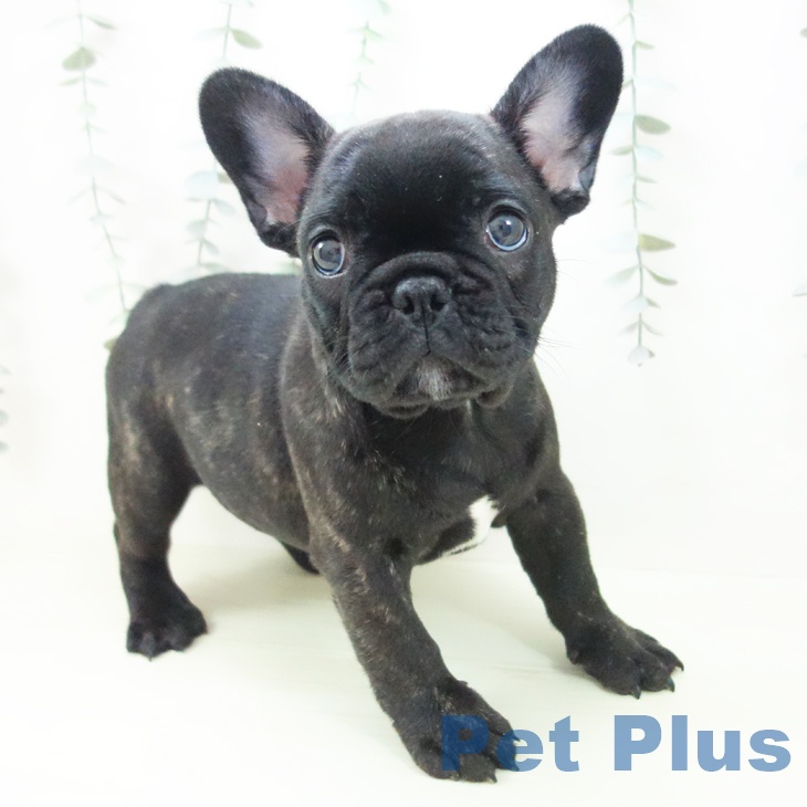 フレンチ・ブルドッグ