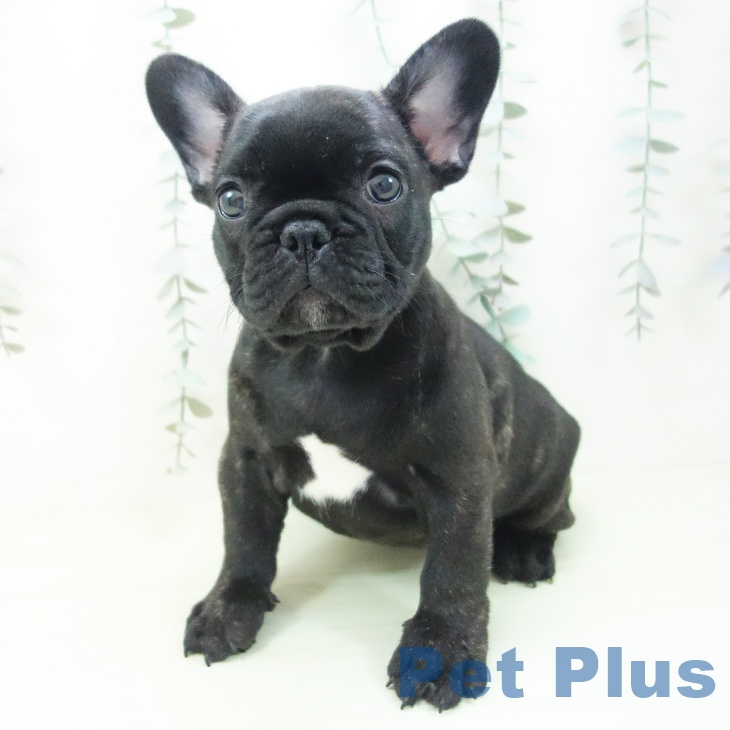 フレンチ・ブルドッグ