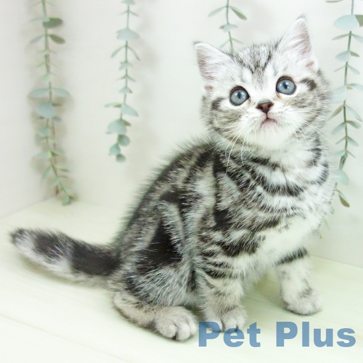 アメリカンショートヘアの写真2