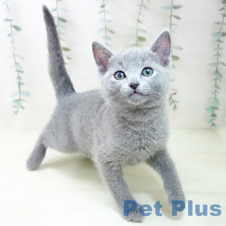 ロシアンブルー