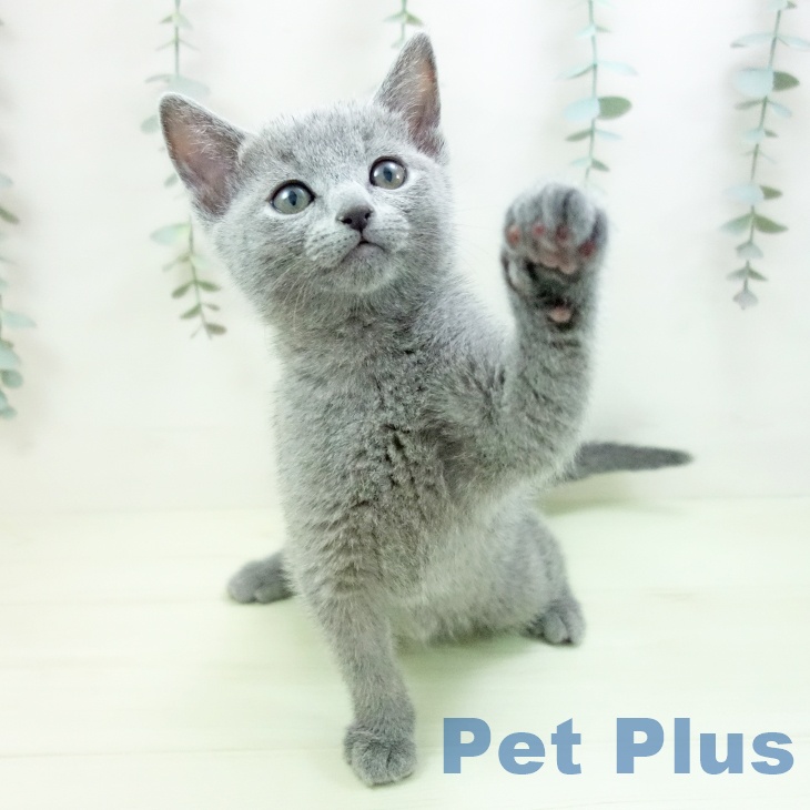 ロシアンブルー