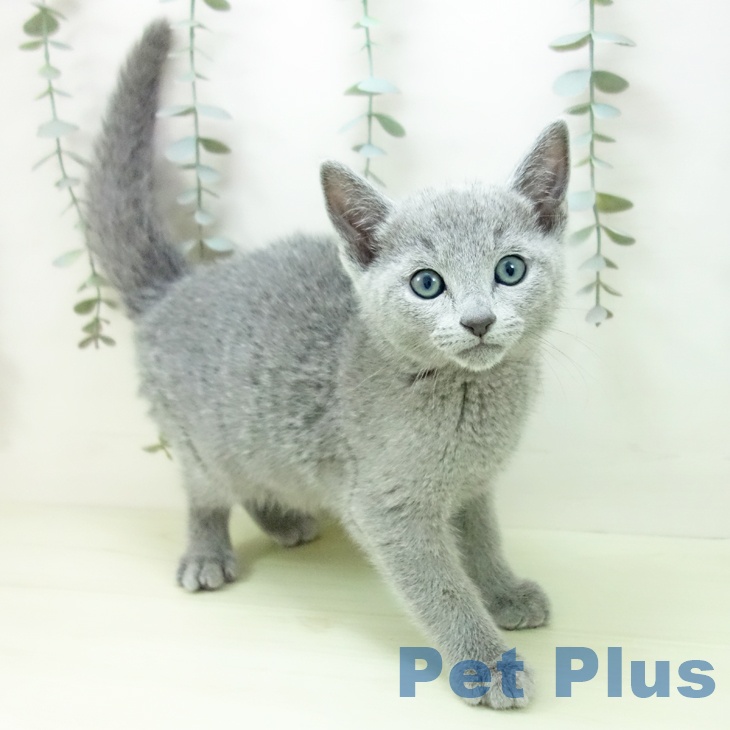 ロシアンブルー