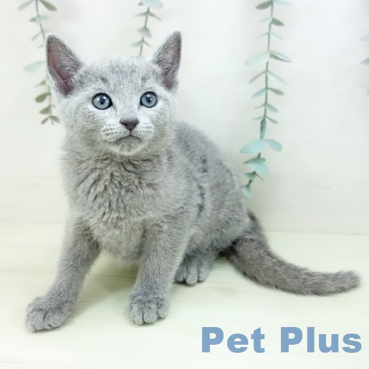 ロシアンブルーの写真2