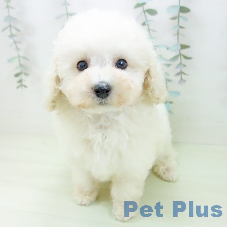 トイ・プードル