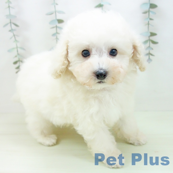 トイ・プードルの写真2