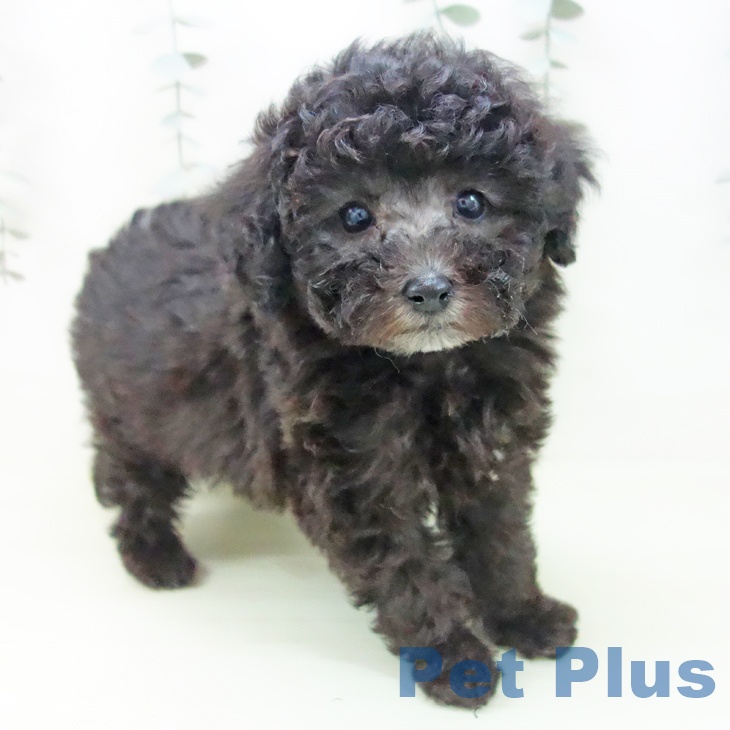 トイ・プードル