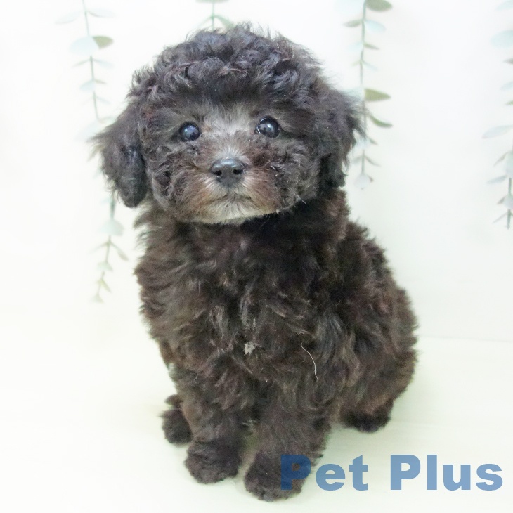 トイ・プードルの写真2