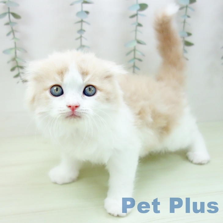 スコティッシュフォールド